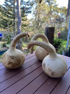 Gourd – Mystery Shapes Seeds -Plant Shop IMG 8543 scaled 1