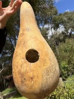 Gourd ‘Penguin’ Seeds