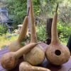Gourd – Short Handle Dipper Seeds -Plant Shop IMG 8705 scaled 1