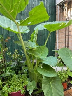 Tahitian Spinach / Celery Stem Taro / Dọc Mùng Bạc Hà Colocasia Esculenta -Plant Shop IMG 8867 scaled 1