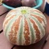 Kajari Melon / Indian Rockmelon Seeds -Plant Shop IMG 9559 scaled 1