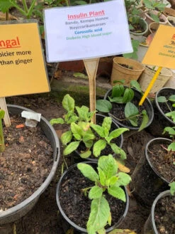 Insulin Plants -Plant Shop Insulin Plant2