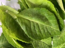 Insulin Plants -Plant Shop Insulin Leaves 1