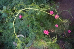 Ipomoea Quamoclit – Cypress Fern Vine, ‘pinkalishous’ Seeds 14 Ipomoea Quamoclit – Cypress Fern Vine, ‘pinkalishous’ Seeds -Plant Shop Ipomoea quamoclit Cypress Fern Vine ‘Pinkalishous 5