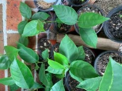 Plant Shop -Plant Shop Jack Fruit