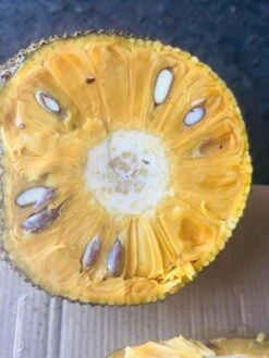 Jackfruit Seedling Plant -Plant Shop Jackfruit 3