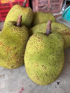 Jackfruit Seedling Plant -Plant Shop Jackfruit 4