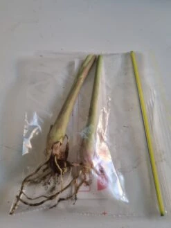 2 X Lemon Grass Plants -Plant Shop Lemon grass in bag scaled 1