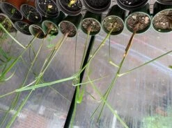 Lemongrass Plants -Plant Shop LemonG 3