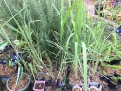 Lemongrass Plants -Plant Shop LemonG 5