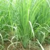 Lemongrass Plants -Plant Shop LemonG 6
