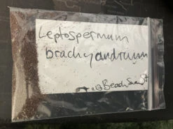 Leptospermum Brachyandrum – Weeping Tea Tree Seeds -Plant Shop Leptospermum brachyandrum Weeping Tea Tree SEED 1