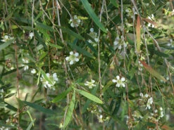 Leptospermum Brachyandrum – Weeping Tea Tree Seeds -Plant Shop Leptospermum brachyandrum Weeping Tea Tree a 1
