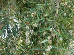 Leptospermum Brachyandrum – Weeping Tea Tree Seeds -Plant Shop Leptospermum brachyandrum Weeping Tea Tree a 2