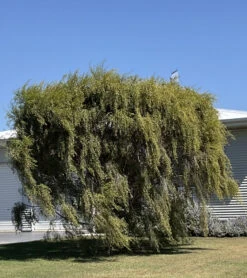 Leptospermum Brachyandrum – Weeping Tea Tree Seeds -Plant Shop Leptospermum brachyandrum Weeping Tea Tree a 3