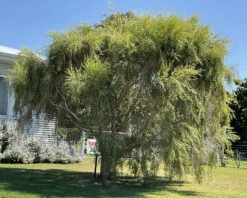 Leptospermum Brachyandrum – Weeping Tea Tree Seeds -Plant Shop Leptospermum brachyandrum Weeping Tea Tree a 6