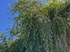 Leptospermum Brachyandrum – Weeping Tea Tree Seeds -Plant Shop Leptospermum brachyandrum Weeping Tea Tree a 7