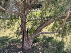 Leptospermum Brachyandrum – Weeping Tea Tree Seeds -Plant Shop Leptospermum brachyandrum Weeping Tea Tree a 8