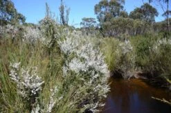 Leptospermum Continentale – Prickly Tea-tree Seeds -Plant Shop Leptospermum continentale Bull Creek Shackle Road Flinders Chase National Park Kangaroo Island South Australia 30760496863 scaled 1