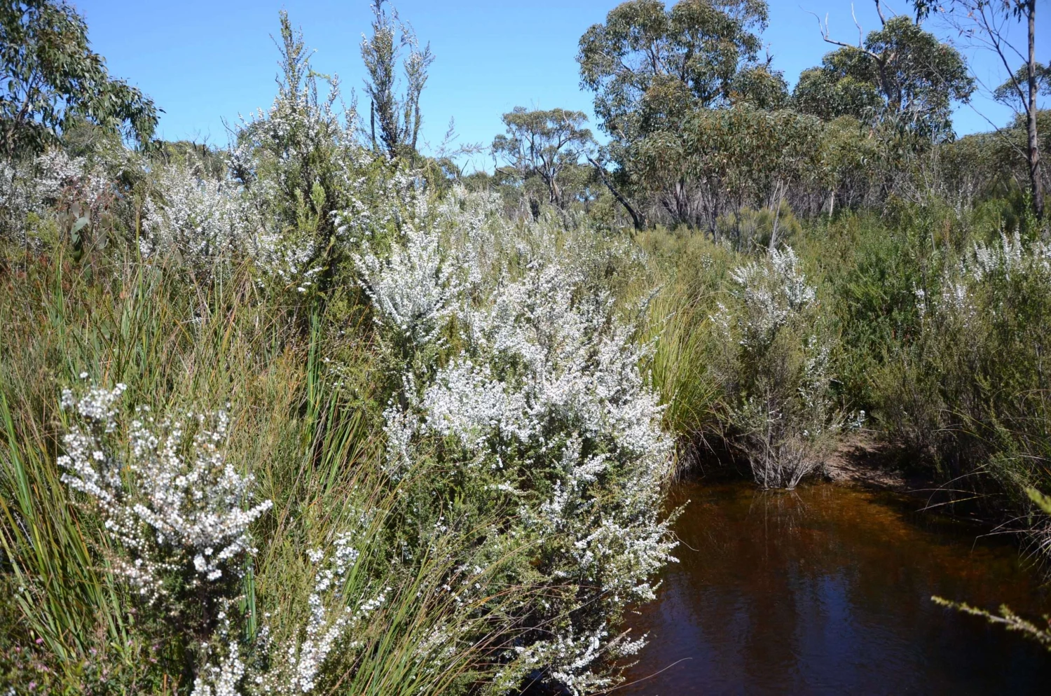 Leptospermum Continentale – Prickly Tea-tree Seeds - Image 3