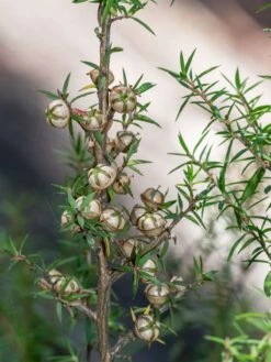Leptospermum Continentale – Prickly Tea-tree Seeds -Plant Shop Leptospermum continentale fruit