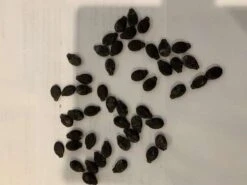 Luffa (Ridge) Seeds -Plant Shop Luffa 1