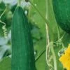 Luffa (Ridge) Seeds -Plant Shop Luffa fruits 1