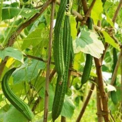 Luffa (Ridge) Seeds -Plant Shop Luffa fruits 2