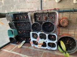 Lychee Seedling Plants -Plant Shop Lychee 2