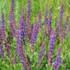 Meadow Sage Seeds -Plant Shop Meadowsage1
