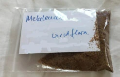 Melaleuca Viridiflora – Broad-Leaved Paper Bark Tea Tree Seeds -Plant Shop Melaleauca viridifolika