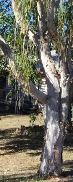 Melaleuca Viridiflora – Broad-Leaved Paper Bark Tea Tree Seeds -Plant Shop Melaleuca viridiflora Paper Bark Tea Tree