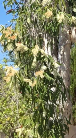 Melaleuca Viridiflora – Broad-Leaved Paper Bark Tea Tree Seeds -Plant Shop Melaleuca viridiflora Paper Bark Tea Tree a