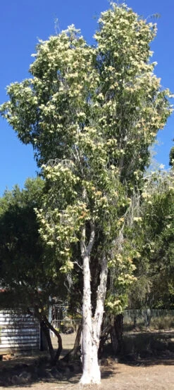 Melaleuca Viridiflora – Broad-Leaved Paper Bark Tea Tree Seeds -Plant Shop Melaleuca viridiflora Paper Bark Tea Tree b