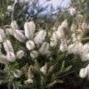 Melaleuca Lanceolata – Moonah Seeds -Plant Shop Melaleuca lanceolata 1 Bells