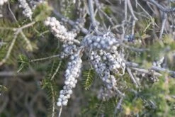 Melaleuca Lanceolata – Moonah Seeds -Plant Shop Melaleuca lanceolata from beach z