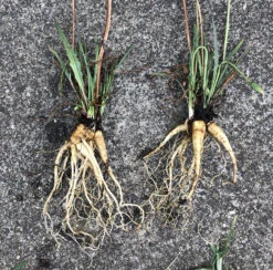 Microseris Scapigera – Murnong (Yam Daisy) Seeds -Plant Shop Microseris scapigera murnong 11