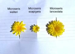 Microseris Scapigera – Murnong (Yam Daisy) Seeds -Plant Shop Microseris scapigera murnong