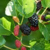 1x Black Mulberry Seedling Plant -Plant Shop Mulberry 6 1