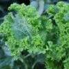 Mustard Green Wave Seeds -Plant Shop Mustardgreenwave