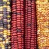 Corn – Painted Mountain Seeds -Plant Shop OIP