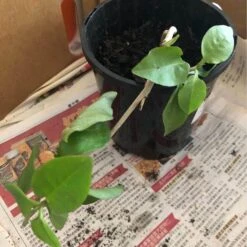 One (1) Medium Chinese Ginseng (Panax Noto Pesudo-Ginseng) Plant -Plant Shop Panax Ginseng 3