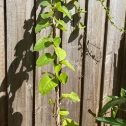 One (1) Medium Chinese Ginseng (Panax Noto Pesudo-Ginseng) Plant -Plant Shop Panax Ginseng 4