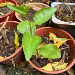 One (1) Medium Chinese Ginseng (Panax Noto Pesudo-Ginseng) Plant -Plant Shop Panax Ginseng 5