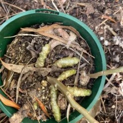 One (1) Medium Chinese Ginseng (Panax Noto Pesudo-Ginseng) Plant -Plant Shop Panax Ginseng 6