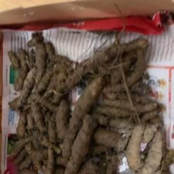 One (1) Medium Chinese Ginseng (Panax Noto Pesudo-Ginseng) Plant -Plant Shop Panax Ginseng 7