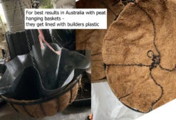 Petunia ‘Giant Cherry’ – Petunia X Hybrida Grandiflora Seeds -Plant Shop Peat Hanging Baskets get lined with Builders Plastic