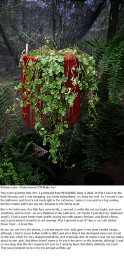 Callistemon Viminalis – Weeping Red Bottlebrush Seeds -Plant Shop Pellaea ovata ovate leaved Cliff Brake Fern with my blurb 3