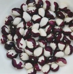 Climbing Beans- Frost Beans Seeds