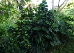 Polyscias Scutellaria – Dinner Plate Aralia, Formerly Crassula Scutellaria -Plant Shop Polyscias scutellaria Dinner Plate Aralia formerly Crassula scutellaria at Sarina